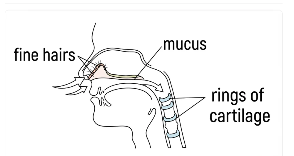 Hand-drawn whiteboard diagram: a head in cross section, with fine hairs and mucus labelled at the nostril and rings of cartilage labelled along the windpipe below.